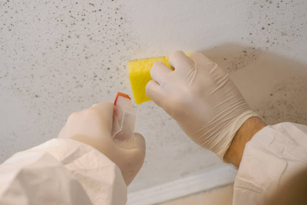 Best Black Mold Removal  in Cedar Springs, MI