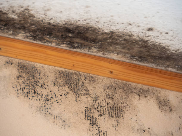 Mold Remediation for Rental Properties